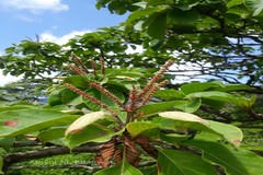 Hymenodictyon obovatum